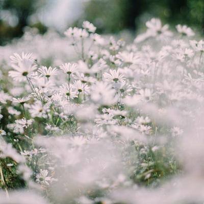 半岛·综合截图